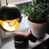 Lampe